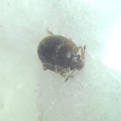 Stelidota geminata