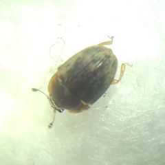 Stelidota geminata