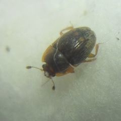 Stelidota geminata