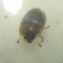 Stelidota geminata