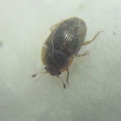 Stelidota geminata