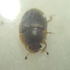 Stelidota geminata