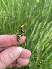 Carex hartmanii