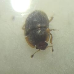Stelidota geminata