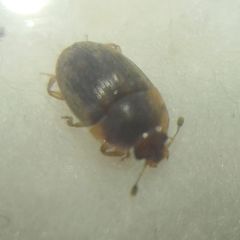 Stelidota geminata