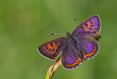 Lycaena helle