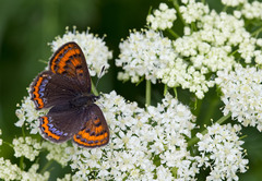 Lycaena helle