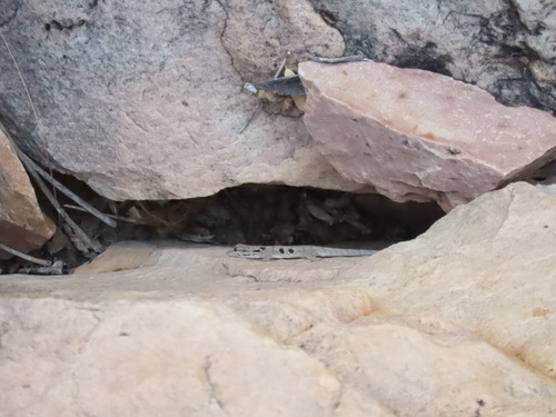 Stevenson's Dwarf Gecko, Lygodactylus stevensoni