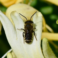 Megachile