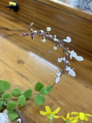 Coleus madagascariensis