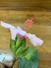 Hibiscus