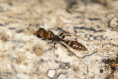 Pseudomyrmex tenuis
