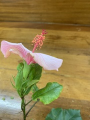 Hibiscus