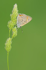 Lycaena candens
