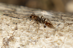 Pseudomyrmex tenuis