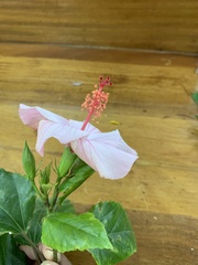 Hibiscus