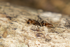 Pseudomyrmex tenuis