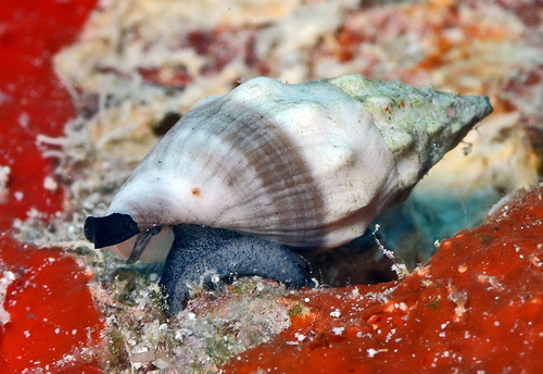 Clavus unizonalis observed 2016-10-30