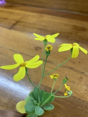 Othonna triplinervia