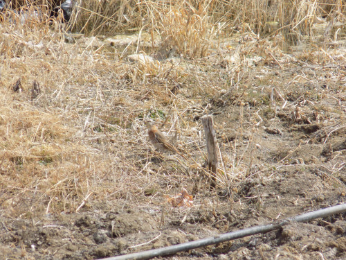 Naumann's Thrush (Turdus naumanni), photo 10
