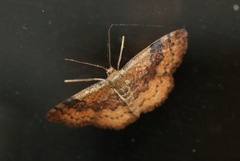 Leptostales ferruminaria