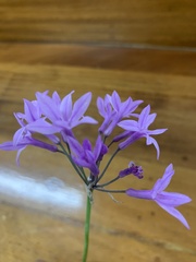 Tulbaghia violacea