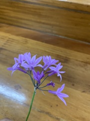 Tulbaghia violacea