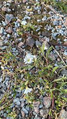 Cerastium arvense