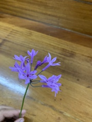 Tulbaghia violacea