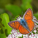 Lycaena alciphron - Photo (c) Paul Cools,  זכויות יוצרים חלקיות (CC BY-NC), הועלה על ידי Paul Cools