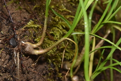 Melica subulata