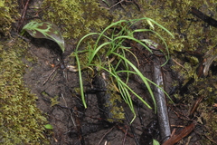 Melica subulata