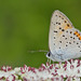 Lycaena alciphron - Photo (c) Paul Cools,  זכויות יוצרים חלקיות (CC BY-NC), הועלה על ידי Paul Cools