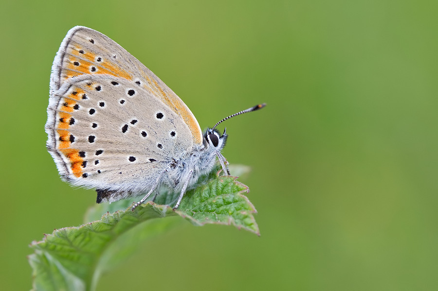 Czerwończyk płomieniec (Motyle dzienne Sanoka i okolic, Lepidoptera of ...