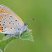 Lycaena hippothoe - Photo (c) Paul Cools, μερικά δικαιώματα διατηρούνται (CC BY-NC), uploaded by Paul Cools