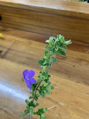 Barleria obtusa
