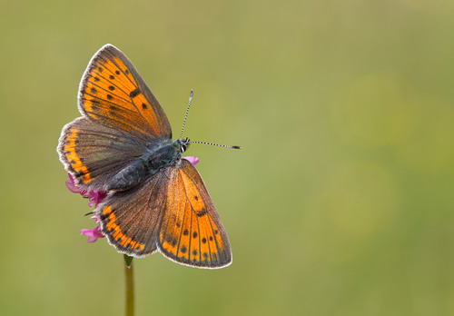 Purple-edged Copper