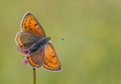 Lycaena hippothoe