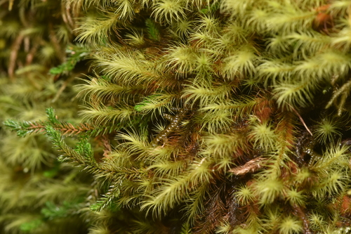 Image of Anacolia menziesii by no rights reserved