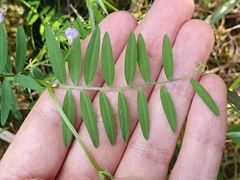 Vicia pubescens image
