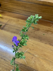 Barleria obtusa