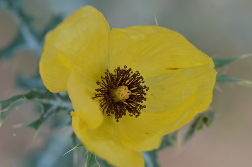 Image of Golden Pricklypoppy (Argemone aenea) by no rights reserved