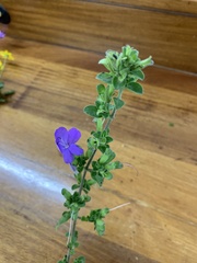 Barleria obtusa
