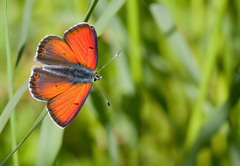 Lycaena hippothoe