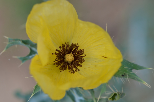 Image of Golden Pricklypoppy (Argemone aenea) by no rights reserved