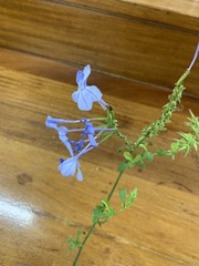 Plumbago auriculata