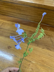 Plumbago auriculata