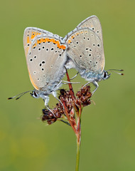 Lycaena hippothoe