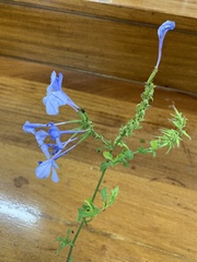 Plumbago auriculata