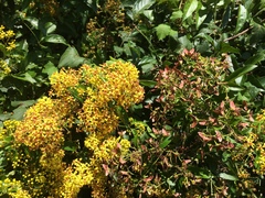 Heteropterys intermedia